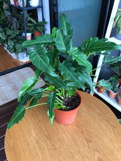 (Category: ) located in . Submitted by plantigo (Listing ID 1062441657, Image 1). Description: .