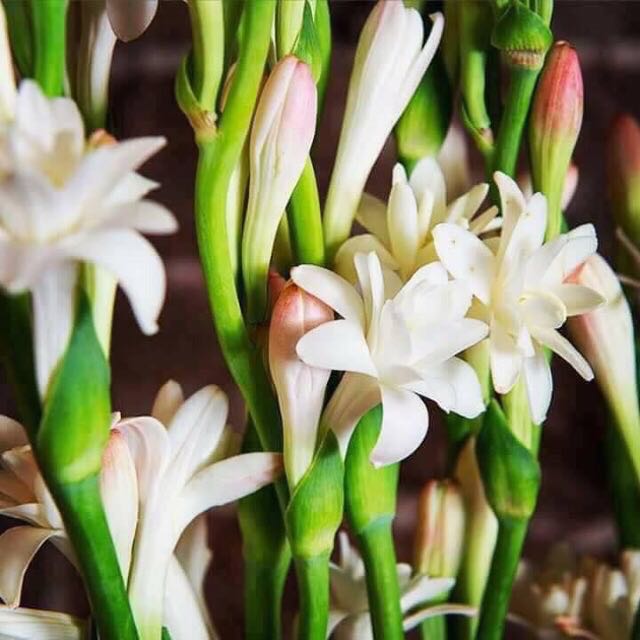 Pokok Harum Sundal Malam Berlapis Home Furniture Gardening On Carousell