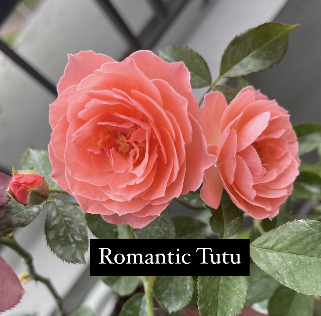 Romantic Tutu' Rose » Rose Plants • Teo Joo Guan