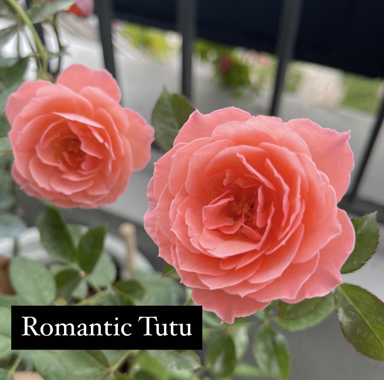 Romantic Tutu' Rose » Rose Plants • Teo Joo Guan
