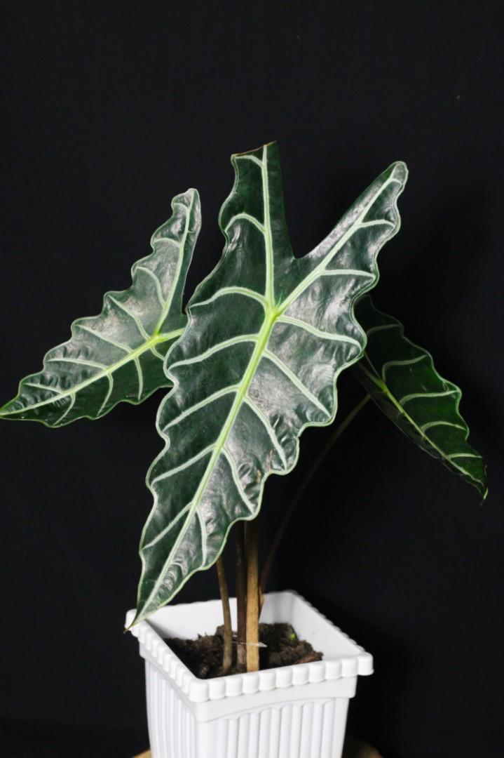 Alocasia Amazonica (Category: Plants & Seeds) located in Taguig. Submitted by fernandcraft (Listing ID 1062683264, Image 1). Description: This popular Alocasia Amazonica is sometimes called African mask. It's a hybrid that makes a striking and beautiful houseplant and is typically sold as such. It is defined by its deep green leaves accentuated by whitish or light green veins. If you are searching for a dramatic, very different looking plantthis 