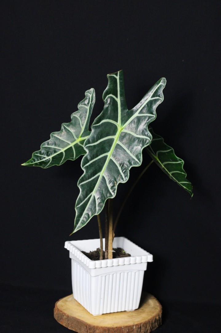 Alocasia Amazonica (Category: Plants & Seeds) located in Taguig. Submitted by fernandcraft (Listing ID 1062683264, Image 3). Description: This popular Alocasia Amazonica is sometimes called African mask. It's a hybrid that makes a striking and beautiful houseplant and is typically sold as such. It is defined by its deep green leaves accentuated by whitish or light green veins. If you are searching for a dramatic, very different looking plantthis 
