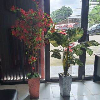 (Kategori: ) berada di . Dikirim oleh lestarimalau12345 (ID iklan 1062610379, Gambar 1). Deskripsi: .