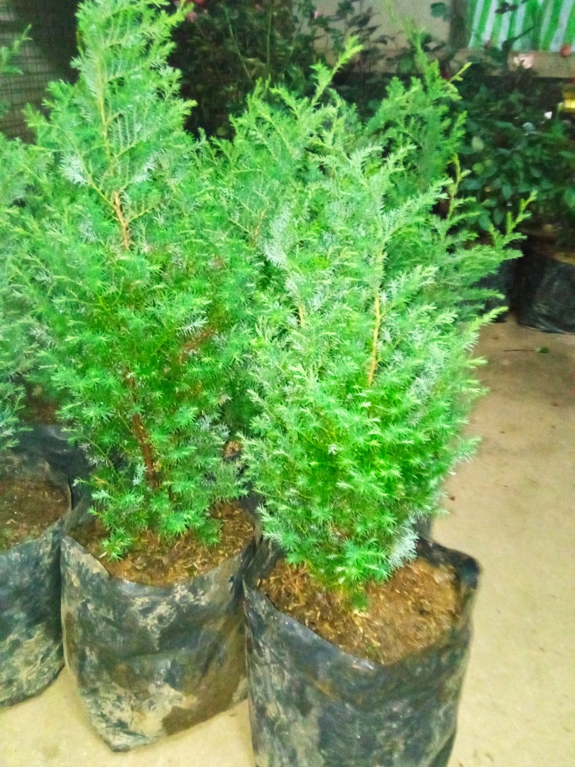 Silver pine tree plants, Furniture & Home Living, Gardening, Plants