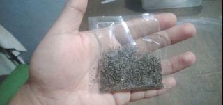 Vegetable Seed Feeds Supplements And Seeds Carousell Philippines