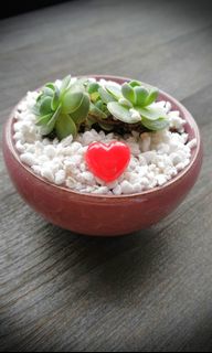 (Category: ) located in . Submitted by midori_botany (Listing ID 1062680292, Image 1). Description: .