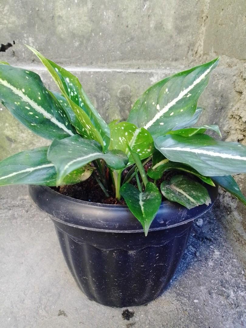 Aglaonema Costatum (Category: Plants & Seeds) located in Caloocan City. Submitted by willfull (Listing ID 1062936662, Image 2). Description: Aglaonema are evergreen perennial herbs with stems growing erect or decumbent and creeping. Stems that grow along the ground may root at the nodes. There is generally a crown of wide leaf blades which in wild species are often variegated with silver and green coloration..