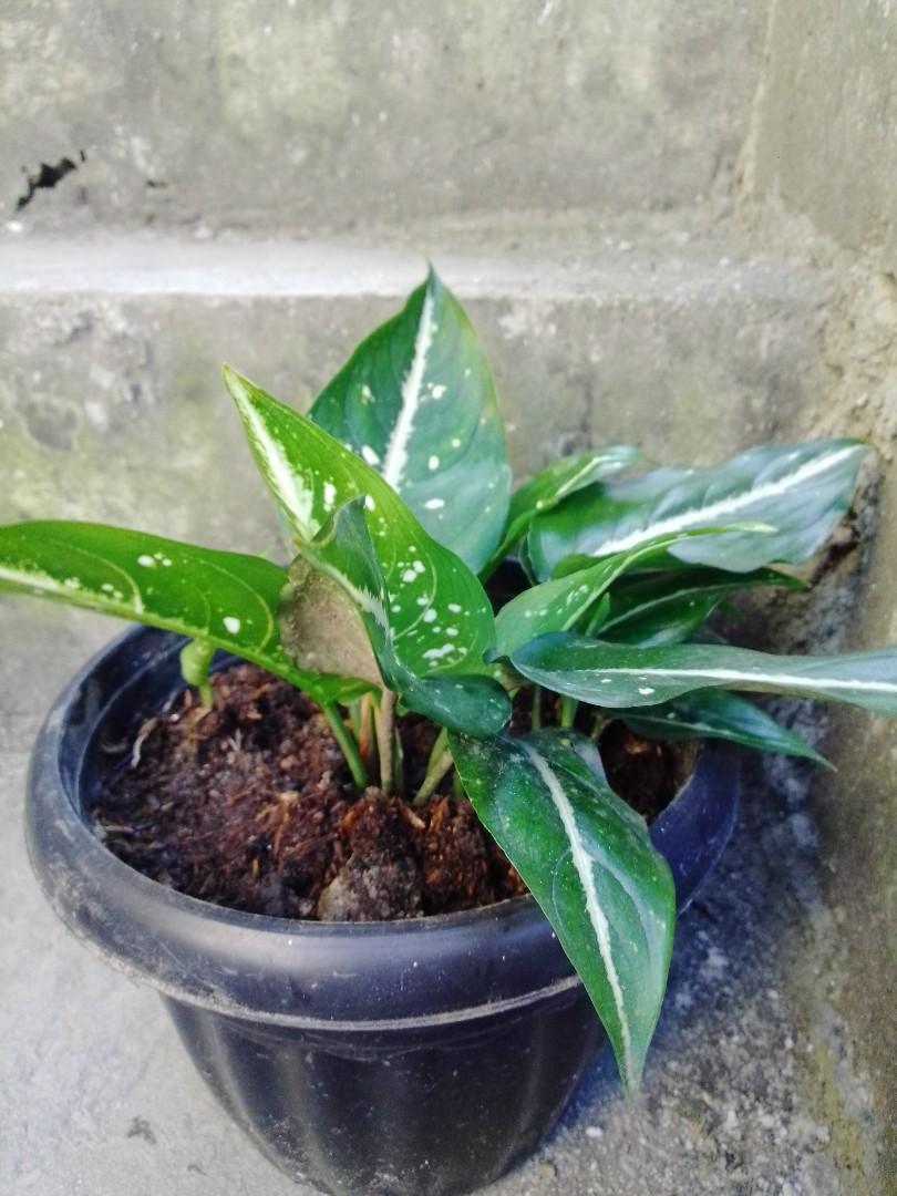 Aglaonema Costatum (Category: Plants & Seeds) located in Caloocan City. Submitted by willfull (Listing ID 1062936662, Image 3). Description: Aglaonema are evergreen perennial herbs with stems growing erect or decumbent and creeping. Stems that grow along the ground may root at the nodes. There is generally a crown of wide leaf blades which in wild species are often variegated with silver and green coloration..