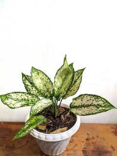 (Kategori: ) berada di . Dikirim oleh recilll (ID iklan 1062939665, Gambar 1). Deskripsi: .