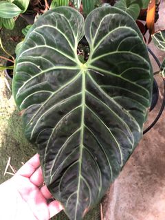 (Category: ) located in . Submitted by the_plantnerd (Listing ID 1062881310, Image 1). Description: .