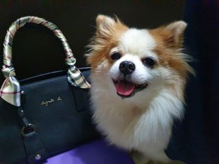 (Category: ) located in . Submitted by miyoki_2311 (Listing ID 1062972598, Image 1). Description: .