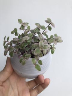 (Category: ) located in . Submitted by calathea2020 (Listing ID 1062803623, Image 1). Description: .