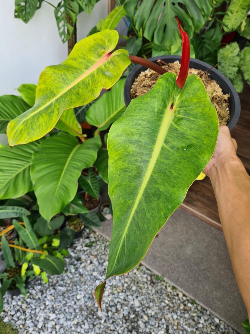 Philodendron Orange Marmalade, Furniture & Home Living, Gardening