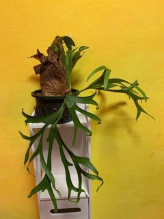(Category: ) located in . Submitted by urban.forest (Listing ID 1062963111, Image 1). Description: .