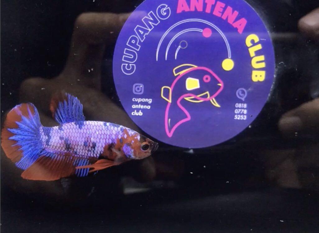 Ikan Cupang Red Koi Galaxy Perlengkapan Hewan Aksesoris Hewan Di Carousell