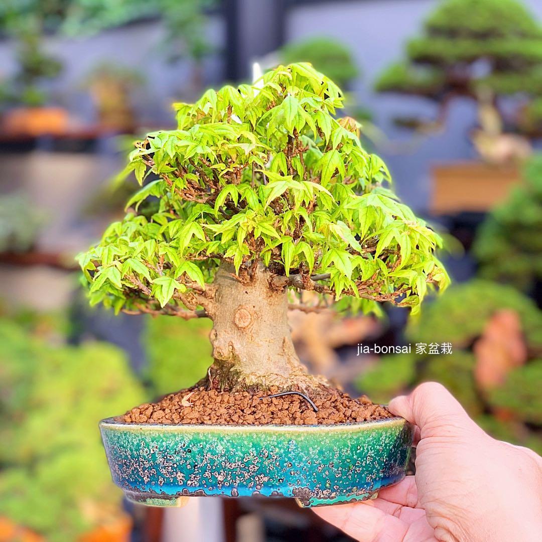 Small Leaves Japanese Maple Bonsai In Koyo Pot Furniture Home Living Gardening Plants Seeds On Carousell Small Leaves Japanese Maple Bonsai In Koyo Pot Furniture Home Living Gardening Plants Seeds On Carousell