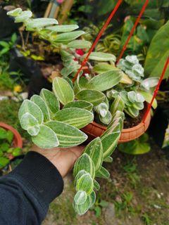 Lush variegated hairy wamdering dew in hanging pot