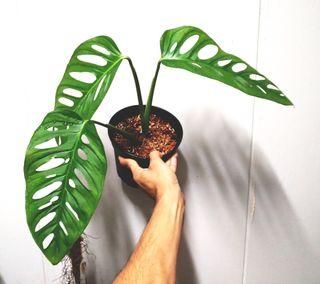 Monstera Brazilian Form Au0920 Gardening Plants On Carousell