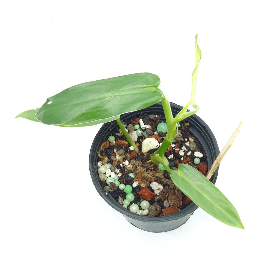 Philodendron Oxapapense Aff Furniture Home Living Gardening Plants Seeds On Carousell