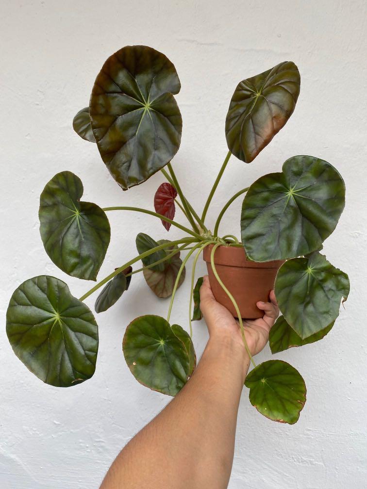 Begonia Erythrophylla Beef Steak Steve S Leaves Begonias