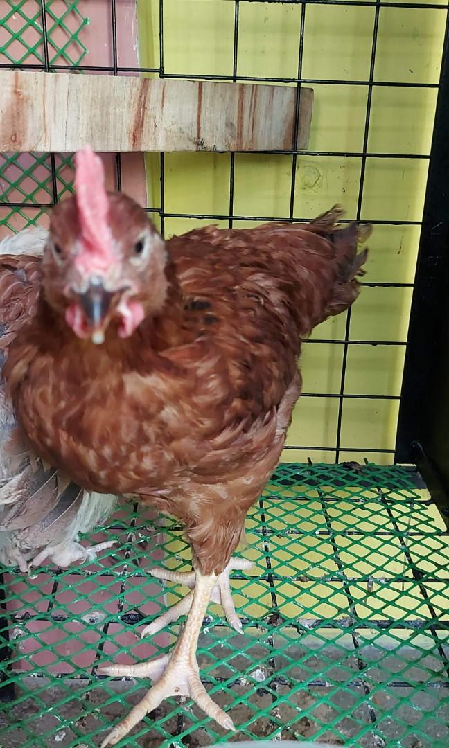 Rhode Island Red (RIR) Color: Mahogany Dark , Rooster, Everything Else ...