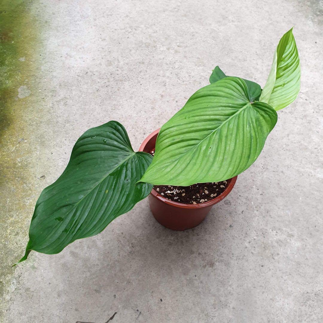 Philodendron Melanoneuron Furniture Home Living Gardening Plants Seeds On Carousell