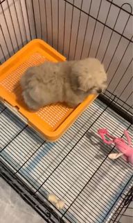 (Category: ) located in . Submitted by gulymui (Listing ID 1063442593, Image 1). Description: .