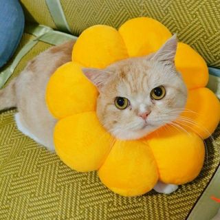 (Category: ) located in . Submitted by cass.g (Listing ID 1063484972, Image 1). Description: .