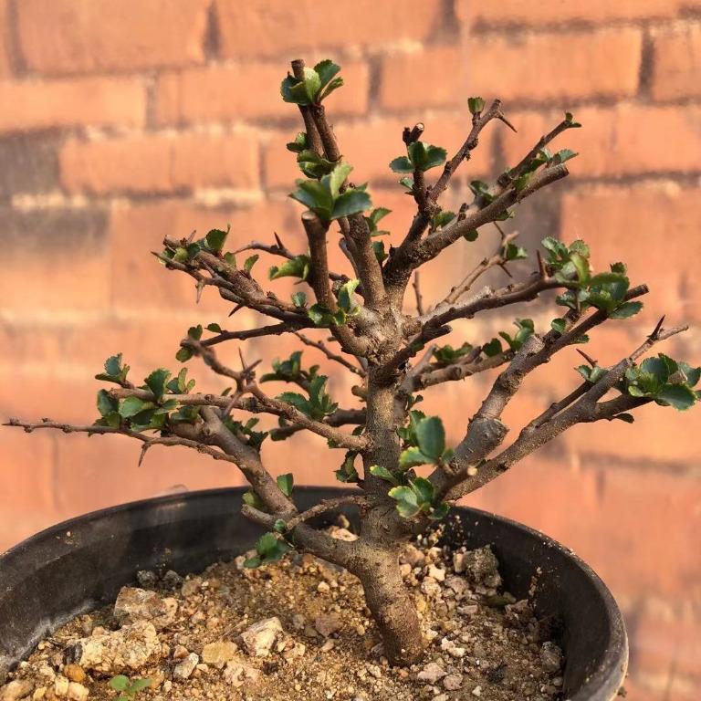代訂日本長壽梅紅花一號7號 傢俬 家居 園藝 園藝工具和裝飾品 Carousell