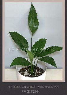 Plants For Pots Flowers Plants Carousell Philippines