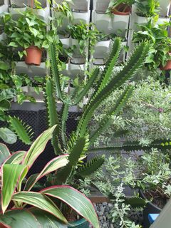 (Category: ) located in . Submitted by bloomcactus (Listing ID 1063869955, Image 1). Description: .