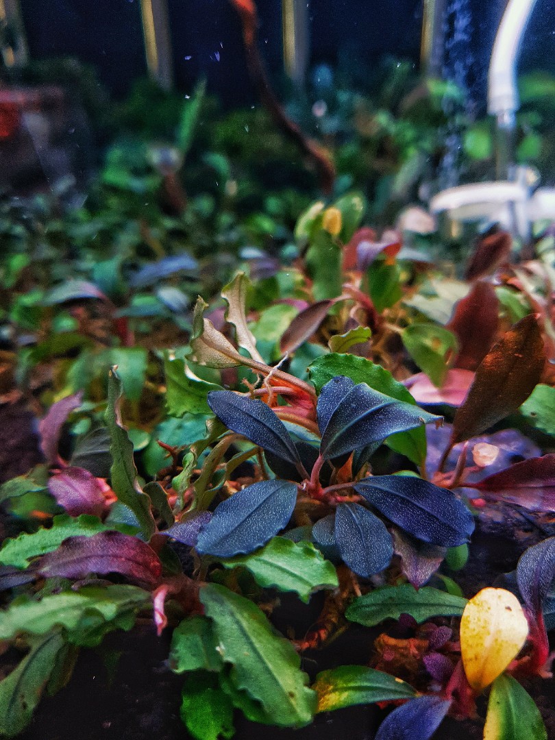 Brownie ghost 2015 bucephalandra, Furniture & Home Living