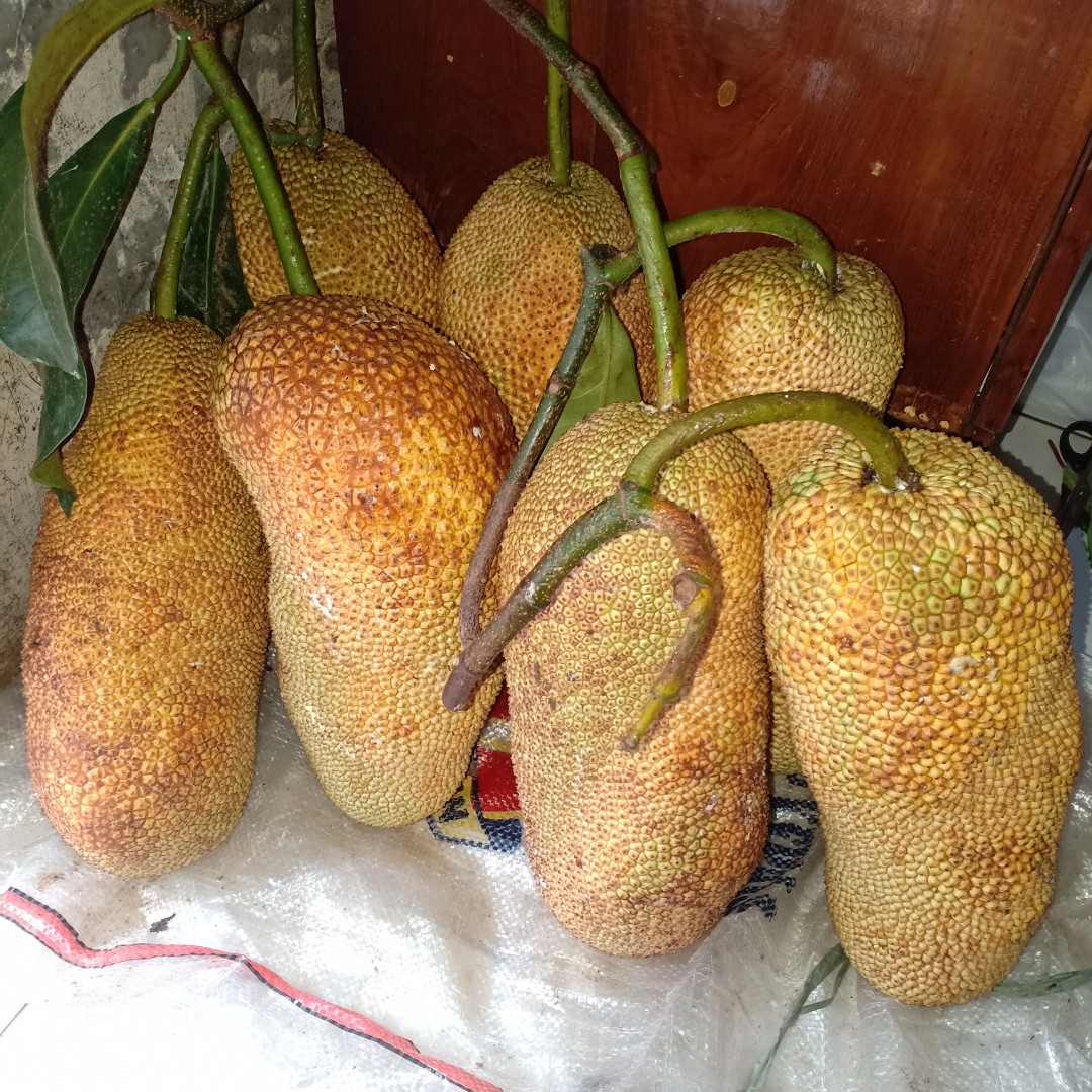 buah cempedak