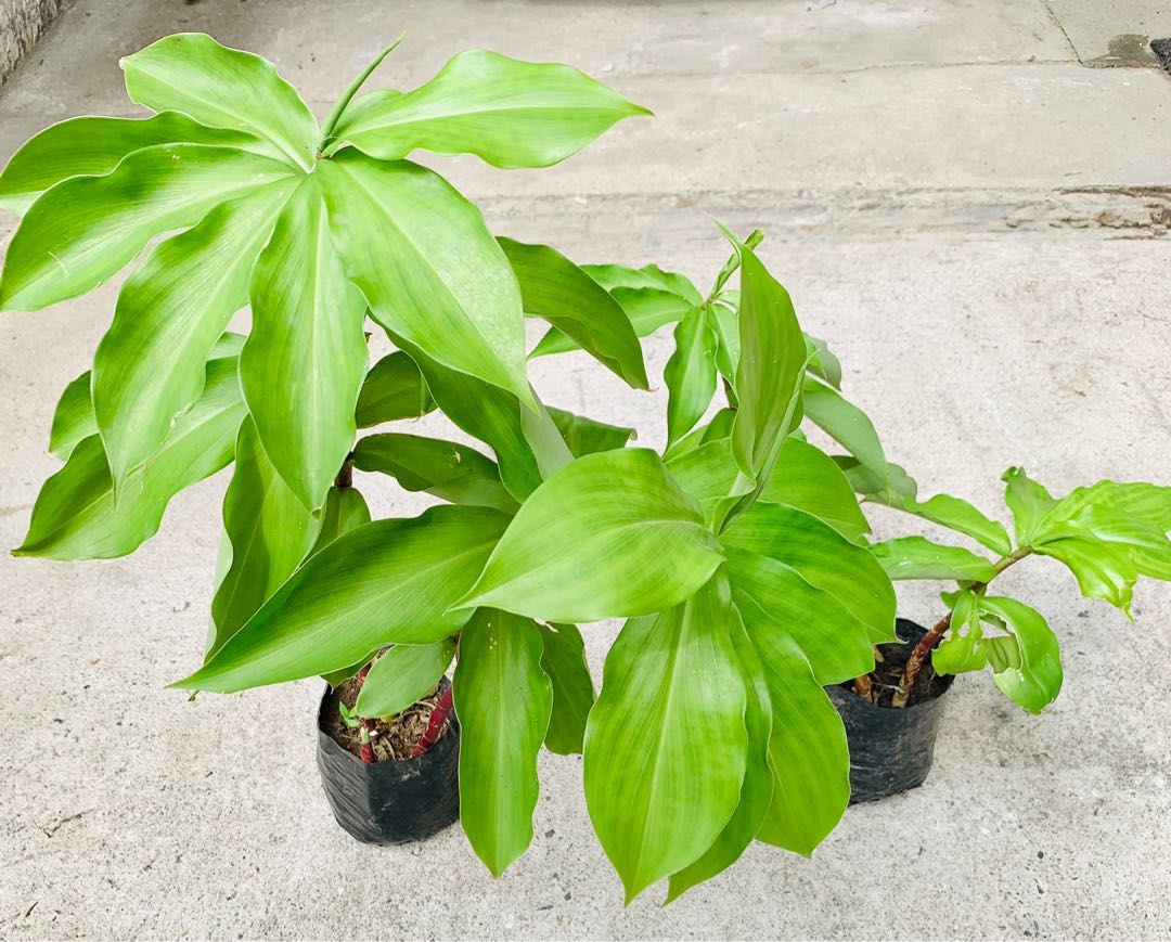 Insulin Plant, Furniture & Home Living, Gardening, Plants & Seeds on