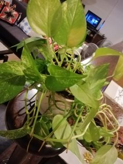 (Category: ) located in . Submitted by cand1de (Listing ID 1063923017, Image 1). Description: .