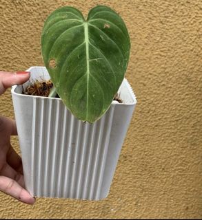 (Category: ) located in . Submitted by smores_shop (Listing ID 1063966855, Image 1). Description: .