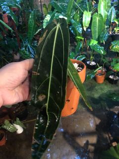 (Category: ) located in . Submitted by the_plantnerd (Listing ID 1060084754, Image 1). Description: .