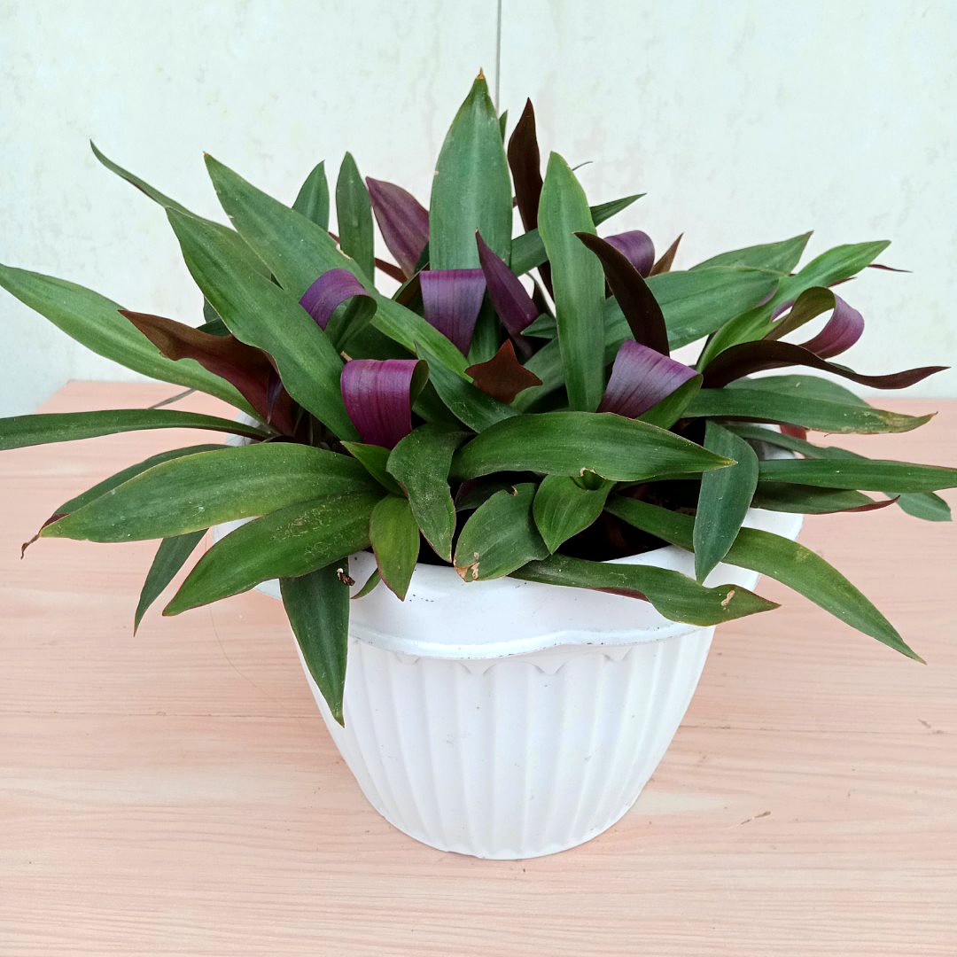 Lush Purple Boat Lily Plants / Moses in the Cradle Plants