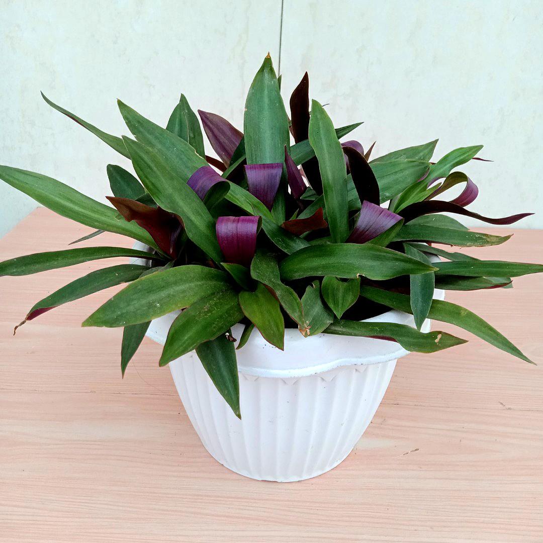 Lush Purple Boat Lily Plants / Moses in the Cradle Plants