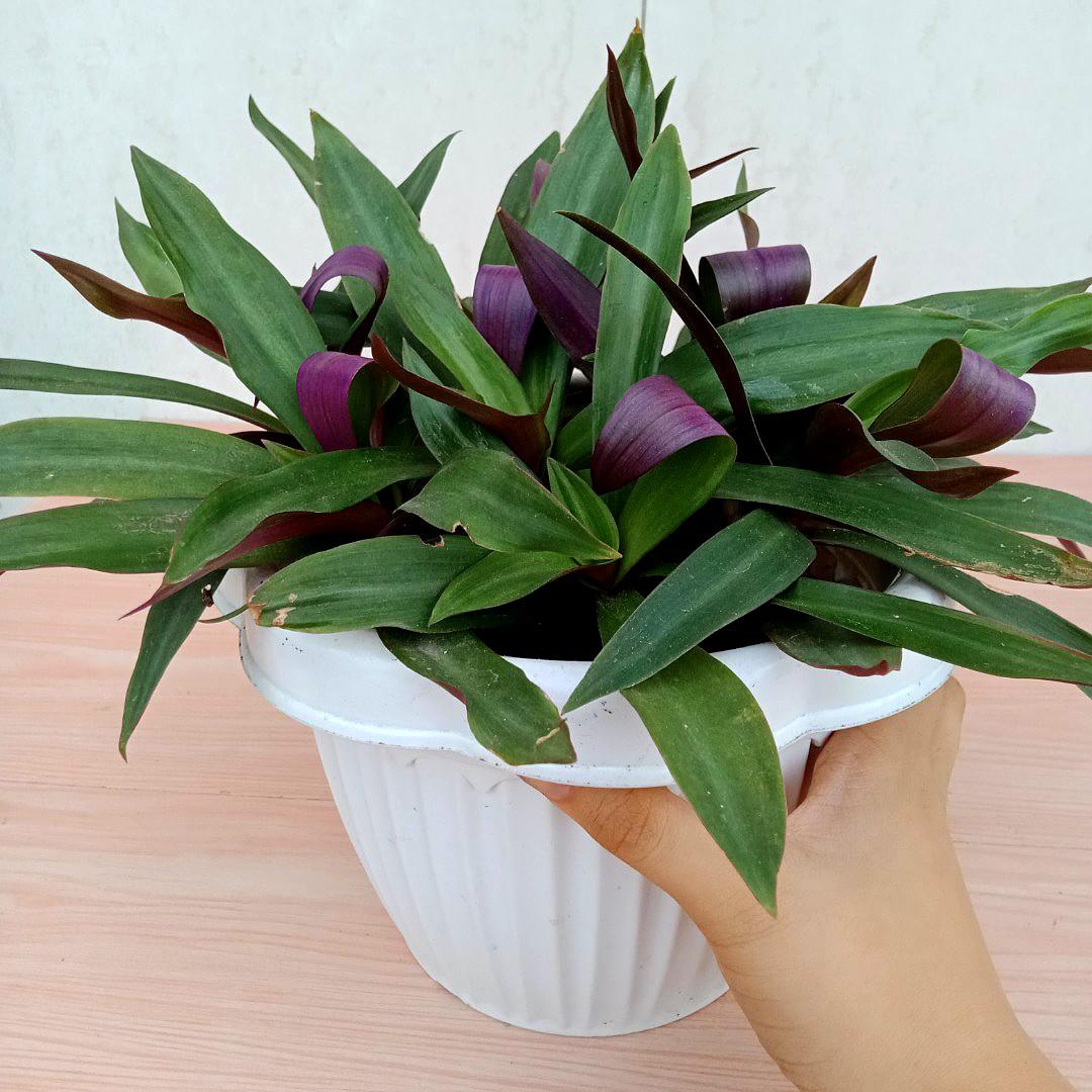Lush Purple Boat Lily Plants / Moses in the Cradle Plants
