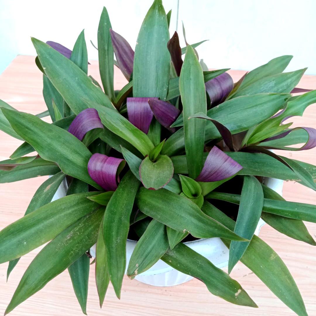 Lush Purple Boat Lily Plants / Moses in the Cradle Plants