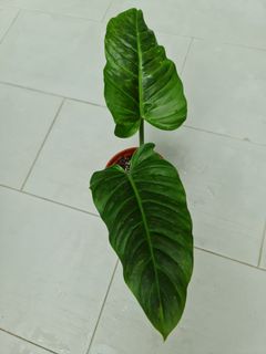 (Category: ) located in . Submitted by theaccidentalplanter (Listing ID 1060099551, Image 1). Description: .