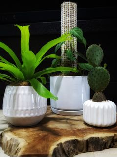 (Category: ) located in . Submitted by leafalifeco (Listing ID 1060028279, Image 1). Description: .