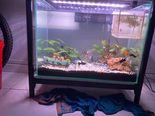 (Category: ) located in . Submitted by nicchee7785 (Listing ID 1064021287, Image 1). Description: .