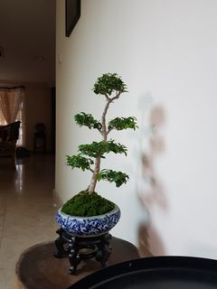 (Category: ) located in . Submitted by apple.bonsai (Listing ID 1064163053, Image 1). Description: .