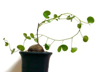 （分類：）位於 。 由 planting.buzz 提交（商品編號 1064190977，圖片 1）。簡介： 。