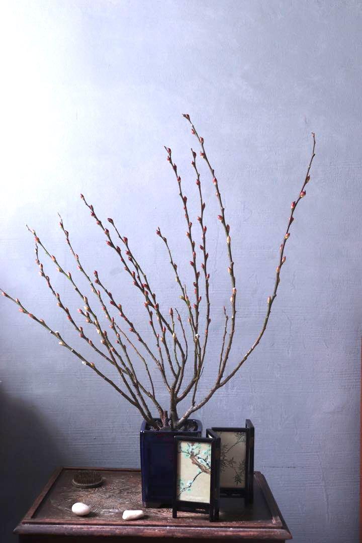 狮头银柳盆栽 Lion Head Pussywillow Plant W 5 Ornaments Gardening Plants On Carousell