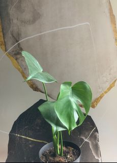 (Category: ) located in . Submitted by verde_botanical (Listing ID 1064000819, Image 1). Description: .
