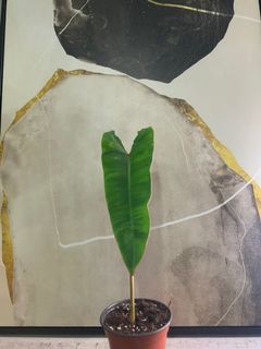 (Category: ) located in . Submitted by verde_botanical (Listing ID 1064000976, Image 1). Description: .