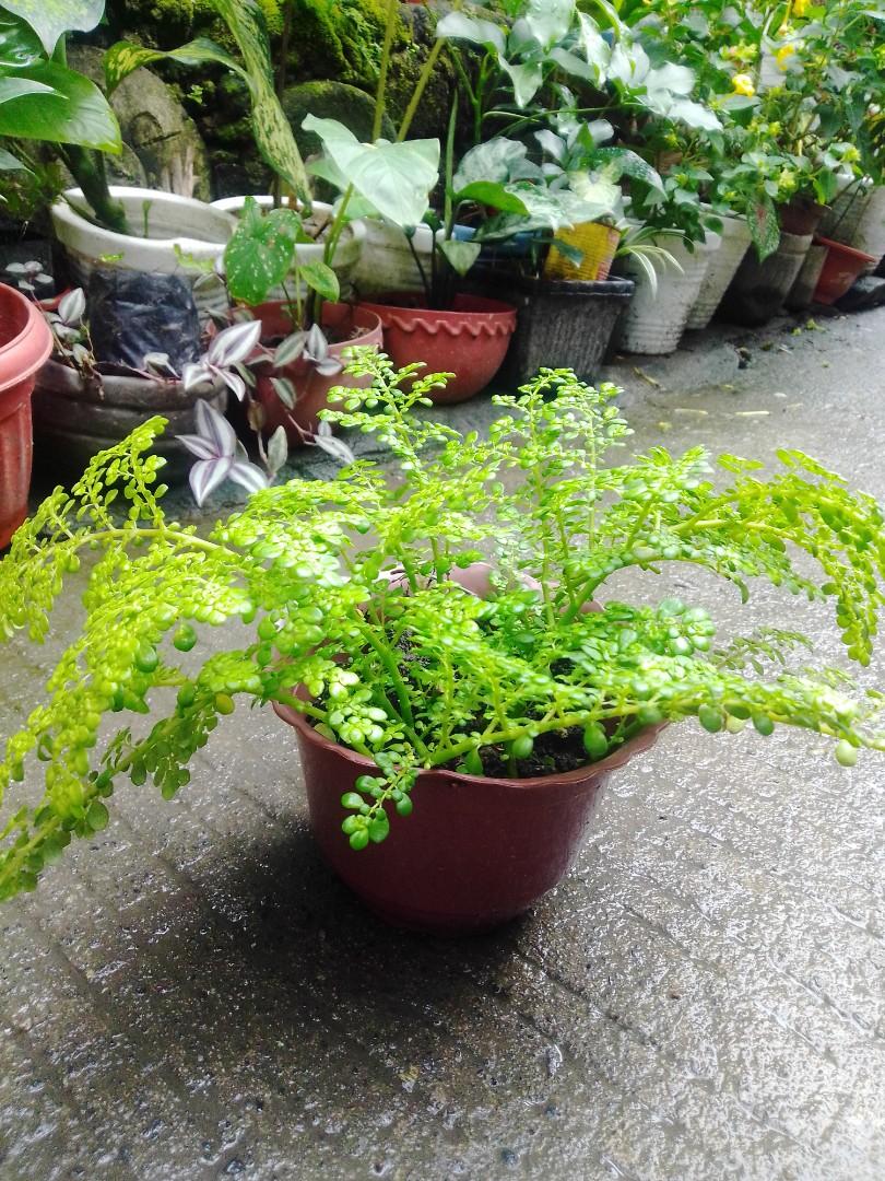 Pilea Microphylla (Category: Plants & Seeds) located in Caloocan City. Submitted by willfull (Listing ID 1064205505, Image 2). Description: Pilea microphylla also known as rockweed, artillery plant, gunpowder plant or brilhantina is an annual plant native to Florida, Mexico, the West Indies, and tropical Central and Southern America. In the southern part of México, specifically Campeche and Mérida, the local name is Frescura. .